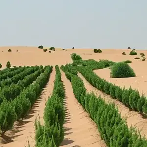 Afforestation in China: Building the Green Great Wall