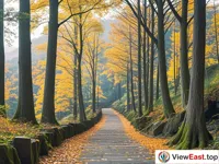 The autumn leaves on Nanhuang Ancient Road at Tiantai Mountain.