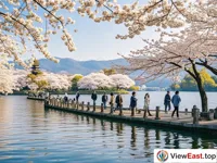 The cherry blossoms along Bai Causeway in the spring at West Lake.