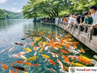 The playful koi fish at the Fish Viewing at the Flower Pond at West Lake.