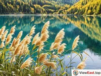 The golden autumnal hues of Jiuzhaigou's Reed Sea, a palette of seasonal changes. 