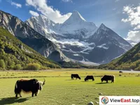 Grassy Meadows of Daocheng Yading Majestic Snow Mountains
