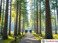 Mysterious Taiga Forest Trail at Kanas Lak