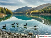 Crystal Clear Water and Playful Birds at Wolong Bay, Kanas 