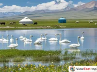 Swans at Bayanbulak's Serene Lake Amidst Lush Meadows