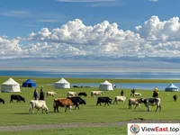 Lush Summer near Qinghai Lake