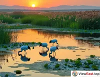 Tranquil Beauty of Wetlands